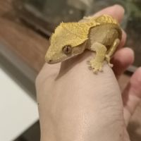 Gecko à crête juv #4