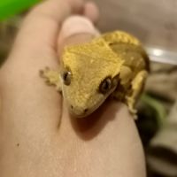 Gecko à crête juv #7