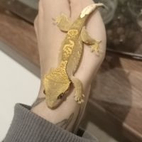 Gecko à crête juv #8