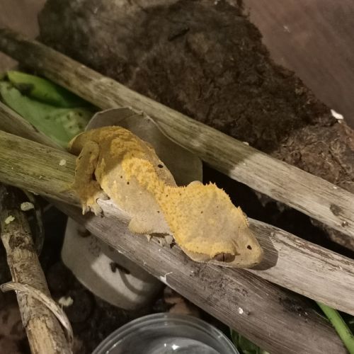 Gecko à crête juv harlequin 