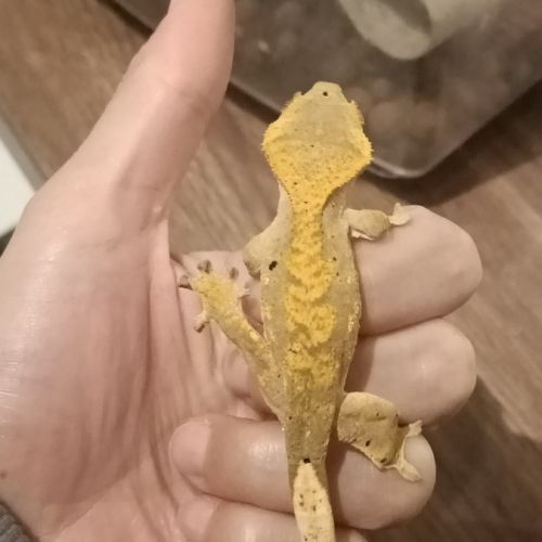 Gecko à crête juv harlequin 