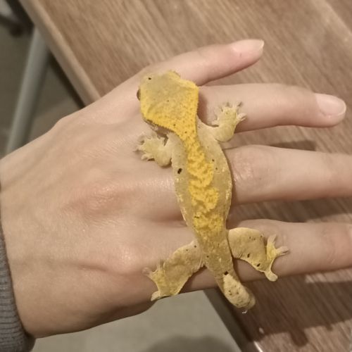 Gecko à crête juv harlequin 