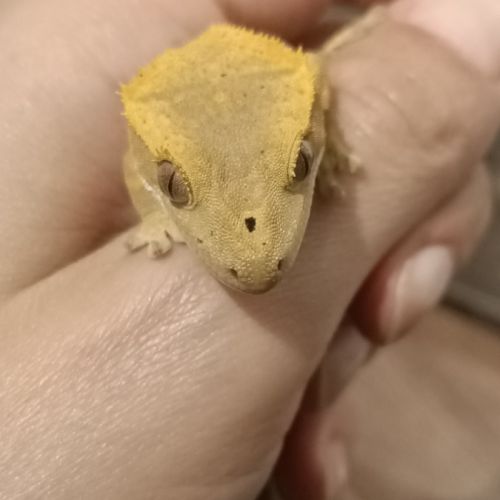 Gecko à crête juv harlequin 