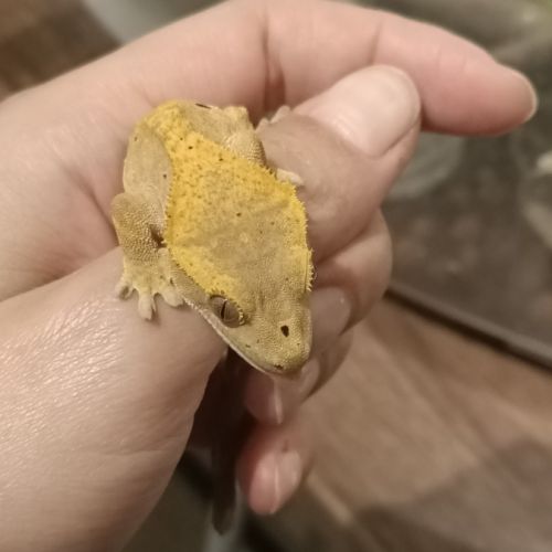 Gecko à crête juv harlequin 