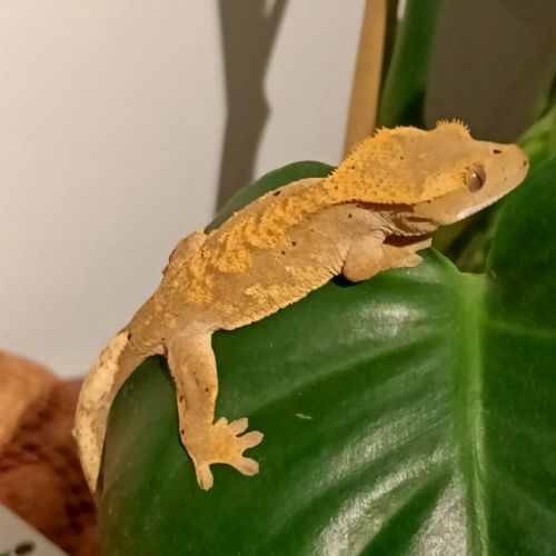 Gecko à crête juv harlequin 