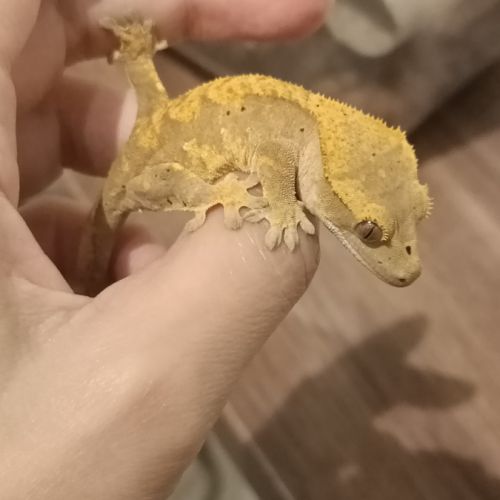 Gecko à crête juv harlequin 