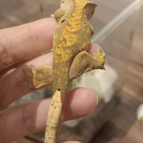 Gecko à crête juv harlequin 