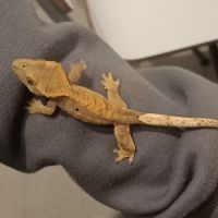 Gecko à crête juv harlequin 