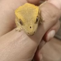 Gecko à crête juv harlequin 