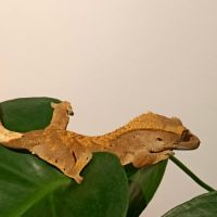 Gecko à crête juv harlequin 