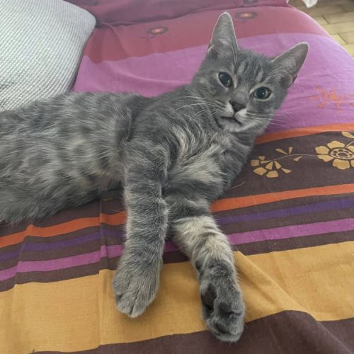 Subway à l'adoption