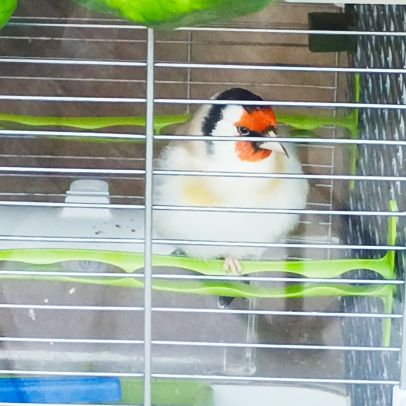 Chardonneret agathe mâle #1