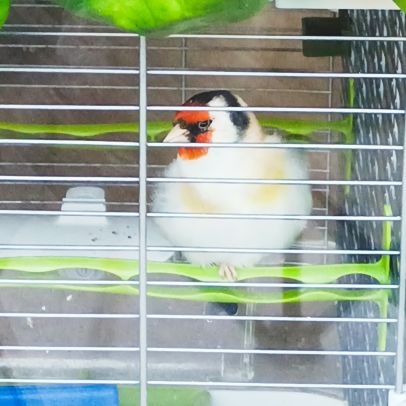 Chardonneret agathe mâle #2