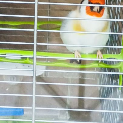 Chardonneret agathe mâle