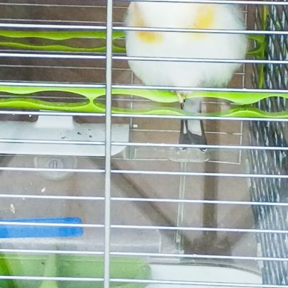 Chardonneret agathe mâle #4