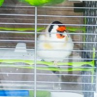 Chardonneret agathe mâle #1