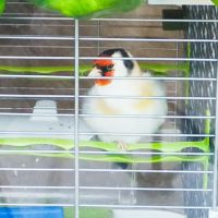 Chardonneret agathe mâle #2