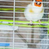 Chardonneret agathe mâle #0