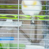 Chardonneret agathe mâle #4