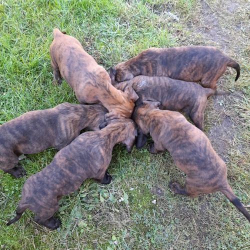 Adorable petite chienne disponible au 27 10 2025 #1