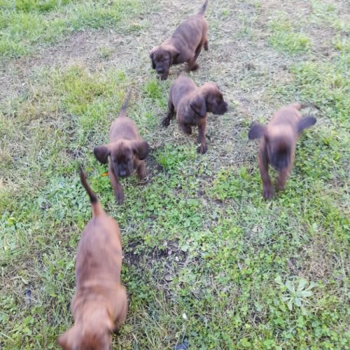 Adorable petite chienne disponible au 27 10 2025 #3