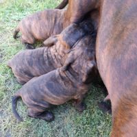 Adorable petite chienne disponible au 27 10 2025