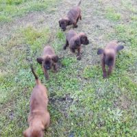 Adorable petite chienne disponible au 27 10 2025 #3