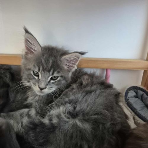 Maine-coon chatons #2