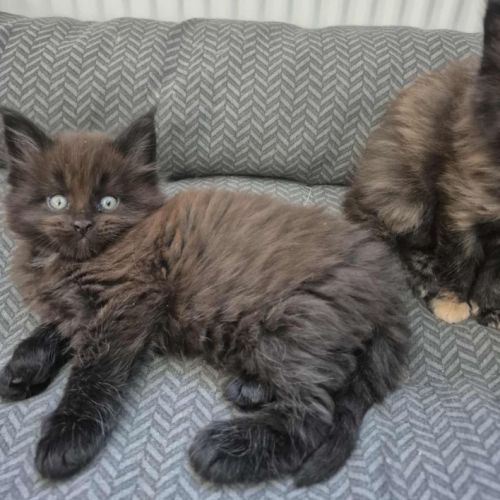 Maine-coon chatons #3