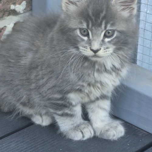 Maine-coon chatons #5