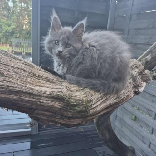 Maine-coon chatons #7