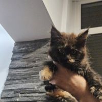 Maine-coon chatons #1