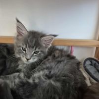 Maine-coon chatons #2