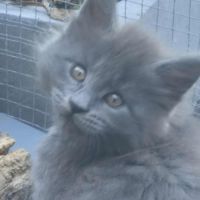 Maine-coon chatons #4