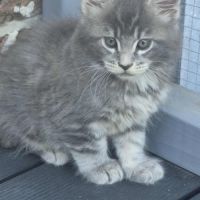 Maine-coon chatons #5