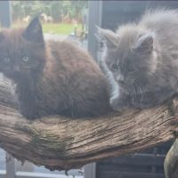 Maine-coon chatons #6