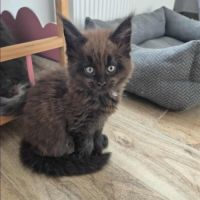 Maine-coon chatons #8