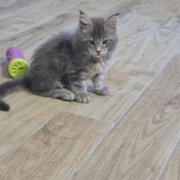 Maine-coon chatons #9
