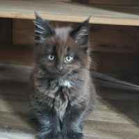 Maine-coon chatons #10