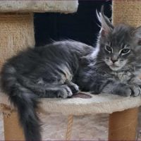 Maine-coon chatons #0