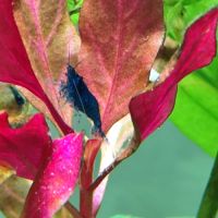 Neocaridina bleu velvet #0