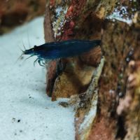 Neocaridina bleu velvet #2
