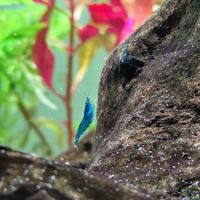 Neocaridina bleu velvet #3