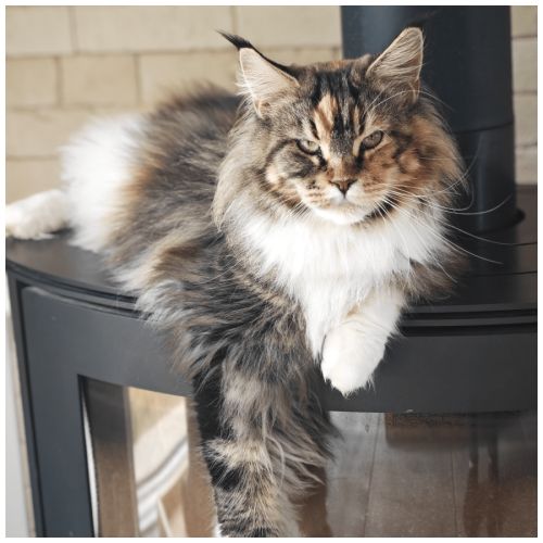 Chatons maine coon loof à réserver #1