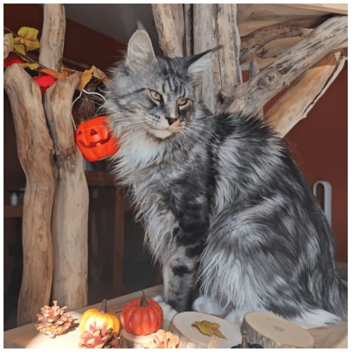 Chatons maine coon loof à réserver #2