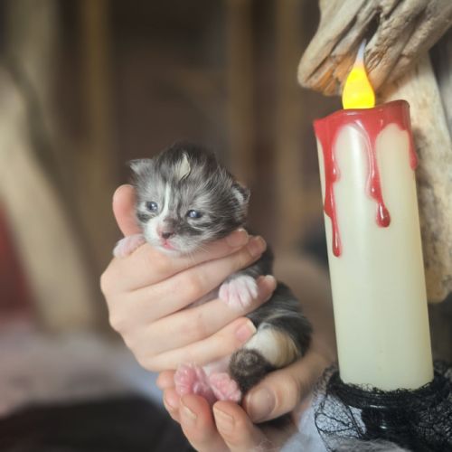 Chatons maine coon loof à réserver