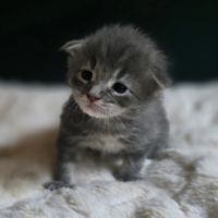 Chatons maine coon loof à réserver