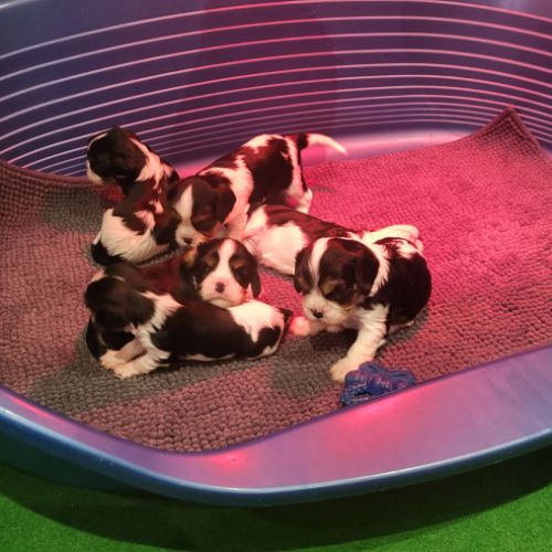 Chiots cavalier king charles #0