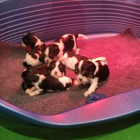 Chiots cavalier king charles