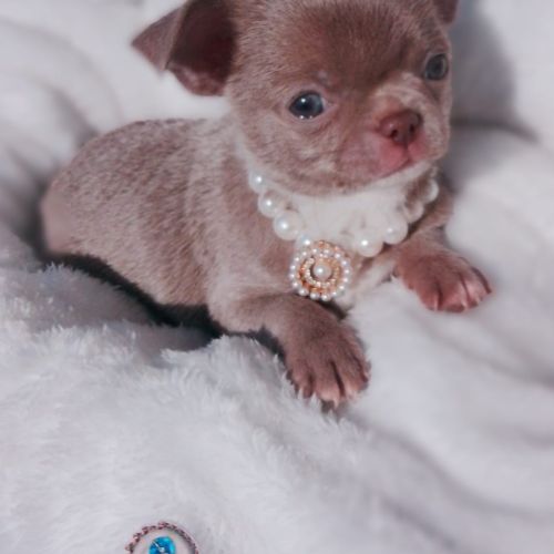 Petit male chihuahua